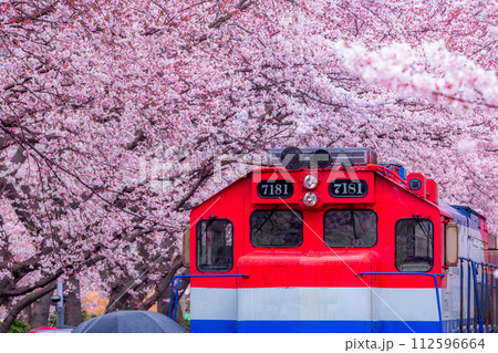 Cherry blossom festival at Yeojwacheon Stream, Jinhae Gunhangje festival, Jinhae, South Korea, Cherry blossom with train in South Korea is the popular cherry blossom, jinhae South Korea. 112596664