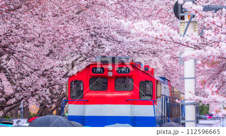 Cherry blossom festival at Yeojwacheon Stream, Jinhae Gunhangje festival, Jinhae, South Korea, Cherry blossom with train in South Korea is the popular cherry blossom, jinhae South Korea. Cherry blossom festival at Yeojwacheon Stream, Jinhae Gunhangje festival, Jinhae, South Korea, Cherry blossom with train in South Korea is the popular cherry blossom, jinhae South Korea. 112596665