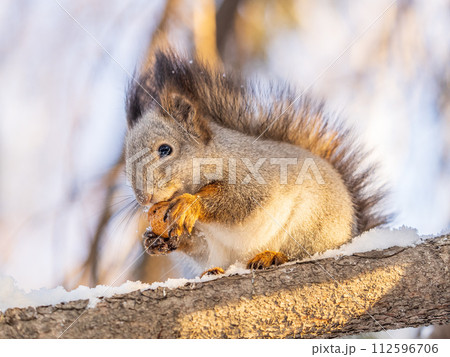 The squirrel with nut sits on tree in the winter or late autumn The squirrel with nut sits on tree in the winter or late autumn 112596706