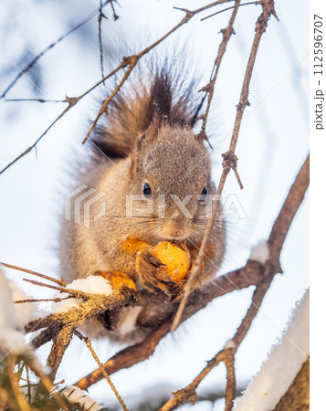 The squirrel with nut sits on tree in the winter or late autumn 112596707