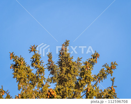 Green spruce branches with needles and cones against a blue sky in winter. Many cones on spruce. Fir tree. 112596708