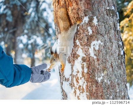 A little child in winter feeds a squirrel with a nut. A little child in winter feeds a squirrel with a nut. 112596714