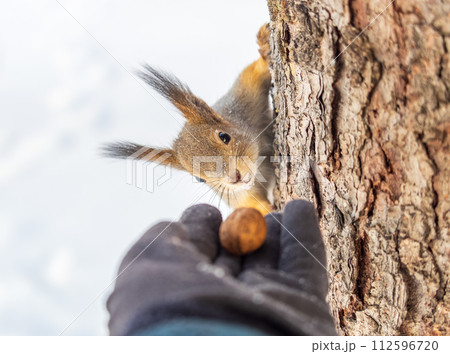Squirrel eats nuts from a man's hand. Caring for animals in winter or autumn. 112596720