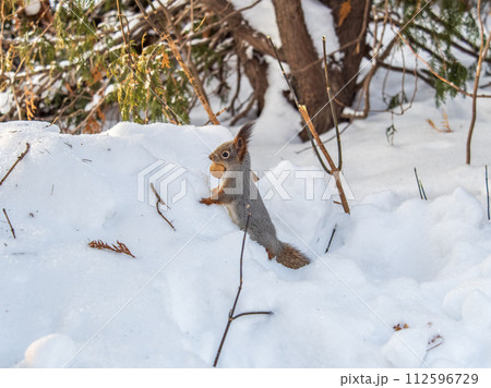The squirrel in winter sits on white snow. The squirrel in winter sits on white snow. 112596729