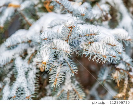 Green fir branches in winter covered with snow Green fir branches in winter covered with snow 112596730