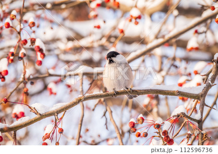 Cute bird the willow tit, song bird sitting on a branch without leaves in the winter. 112596736
