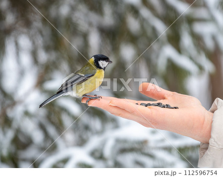 Girl feeds a tit from a palm. Hungry bird eating seeds from a hand during winter or autumn 112596754