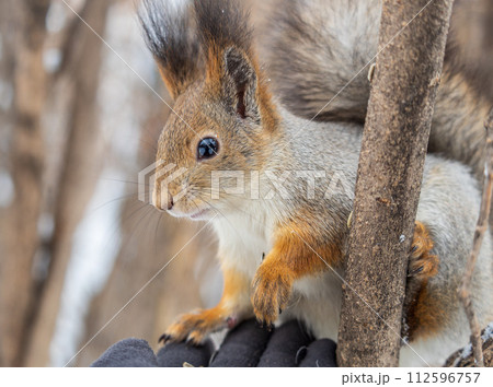 The squirrel sits on a branches without leaves in the winter or autumn 112596757