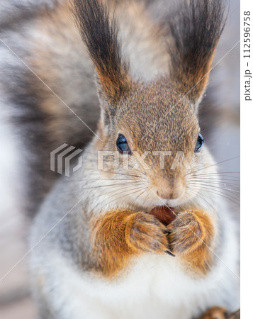 The squirrel with nut sits on tree in the winter or late autumn The squirrel with nut sits on tree in the winter or late autumn 112596758