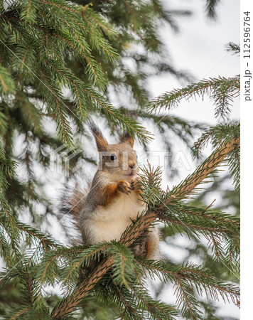 The squirrel with nut sits on tree in the winter or late autumn 112596764