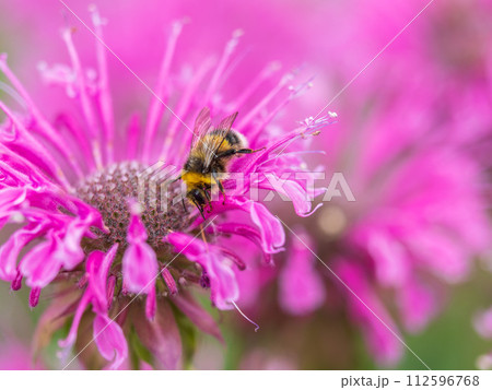 Bumblebee collecting nectar from monarda flower macro photography on a summer day. 112596768