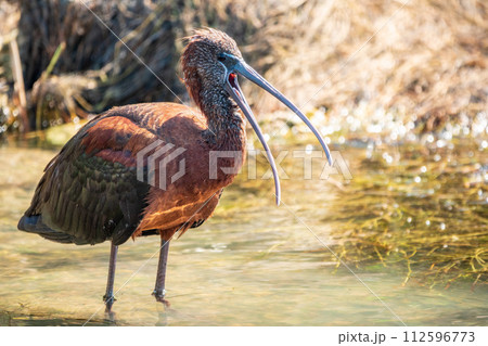 The glossy ibis, latin name Plegadis falcinellus, searching for food in the shallow lagoon. The glossy ibis, latin name Plegadis falcinellus, searching for food in the shallow lagoon. 112596773