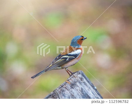 Common chaffinch, Fringilla coelebs, sits on a tree. Common chaffinch in wildlife. Common chaffinch, Fringilla coelebs, sits on a tree. Common chaffinch in wildlife. 112596782