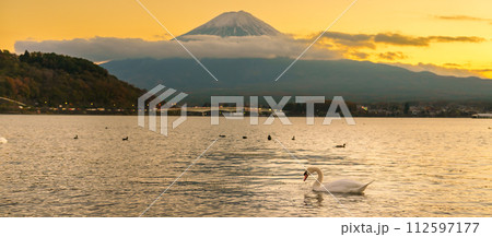 Mount Fuji with Swan and duck at Lake Kawaguchi in the evening sunset. Mt Fujisan in Yamanashi, Japan. Landmark for tourists attraction. Japan Travel, Destination, Vacation and Mount Fuji Day concept Mount Fuji with Swan and duck at Lake Kawaguchi in the evening sunset. Mt Fujisan in Yamanashi, Japan. Landmark for tourists attraction. Japan Travel, Destination, Vacation and Mount Fuji Day concept 112597177