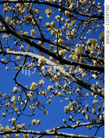 ハクモクレン 112597382