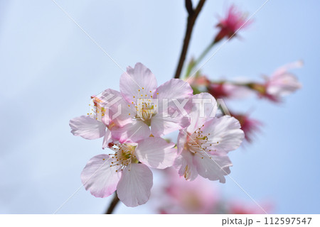 花 フラワー お花 112597547