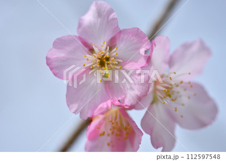 花 フラワー お花 112597548