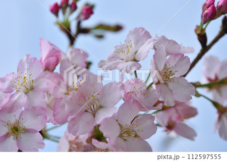 花 フラワー お花 112597555