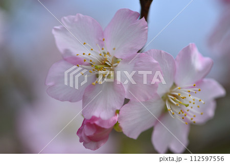 花 フラワー お花 112597556
