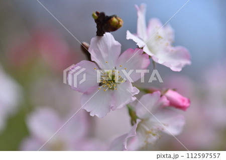 花 フラワー お花 112597557