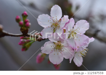 花 フラワー お花 112597559