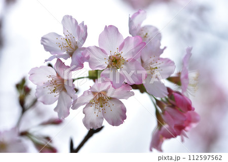 花 フラワー お花 112597562