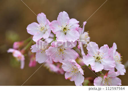 花 フラワー お花 112597564