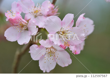花 フラワー お花 112597567