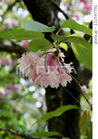 カンザン 112597792