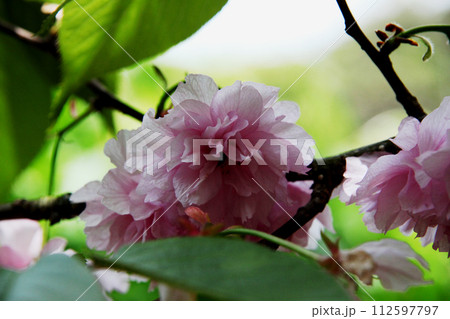 カンザン 112597797