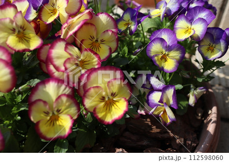 紫の覆輪の黄色いビオラ 紫の覆輪の黄色いビオラ 112598060