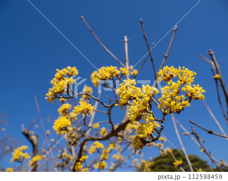 春の青空に映えるサンシュユの花 112598459