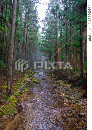 森林の中の風景 森林の中の風景 112598464