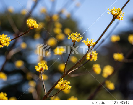 春の訪れを告げるサンシュユの花 112598547