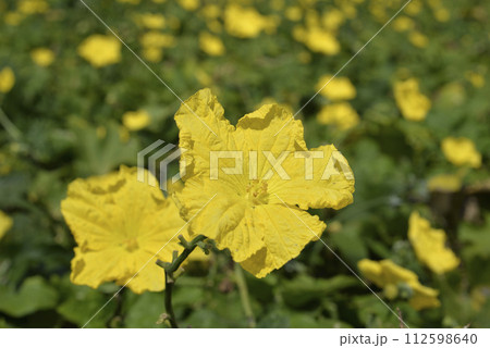 花 フラワー お花 112598640