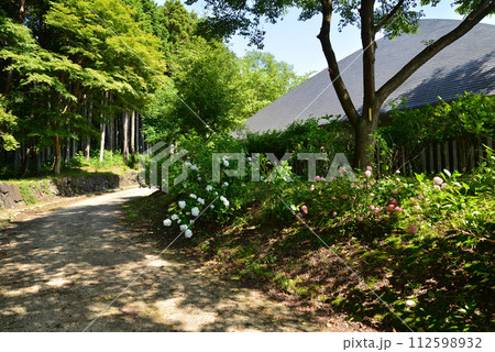 白河関の森公園 2023-7-2 #9 白河関の森公園 2023-7-2 #9 112598932