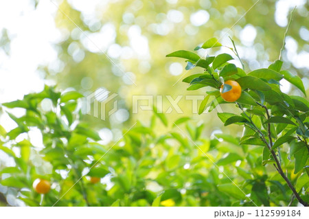 柑橘　ご神木に実る橘39 112599184