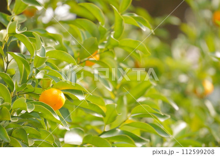 柑橘　ご神木に実る橘21 112599208