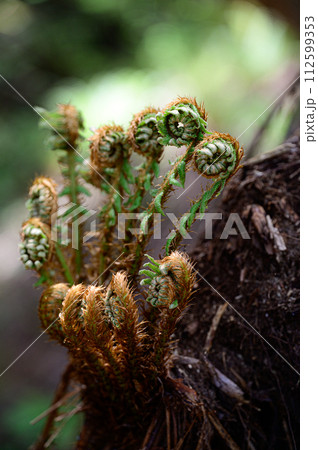 春の野草 春の野草 112599353