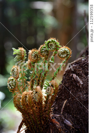 春の野草 112599358