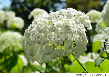 白河関の森公園　2023-7-2　＃16 112599421