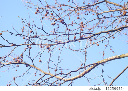 プラタナスの実 112599524