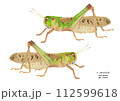 トノサマバッタ トノサマバッタ 112599618