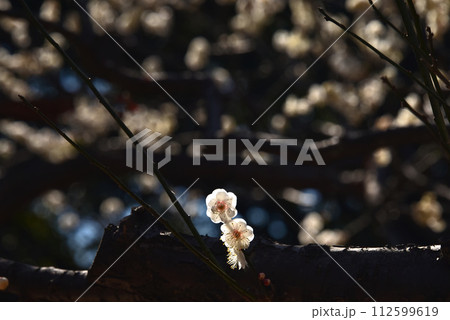 春の花　梅 112599619