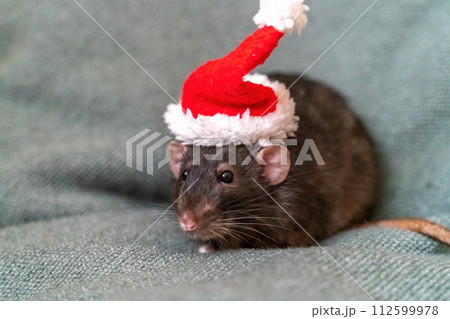 Rat Santa hat. Symbol of the Chinese New Year. Funny black rat Dumbo in a red santa checker on a green background. 112599978