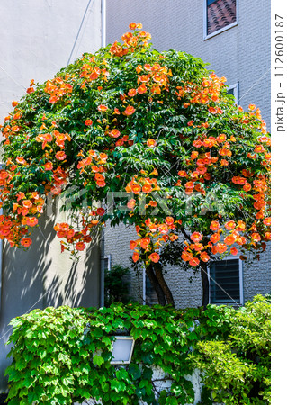 半円状に咲くノウゼンカズラの花 112600187