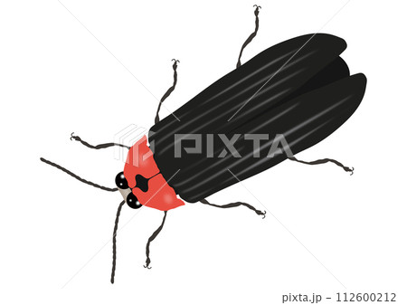 「ゲンジボタル」下向き  斜め 「ゲンジボタル」下向き  斜め 112600212