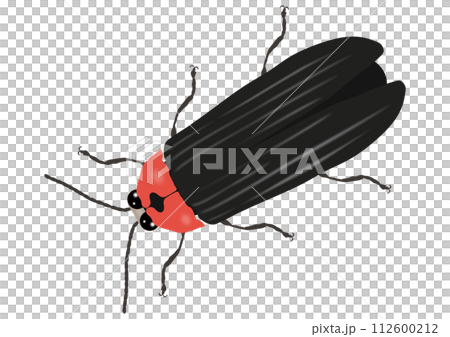 「ゲンジボタル」下向き  斜め 「ゲンジボタル」下向き  斜め 112600212