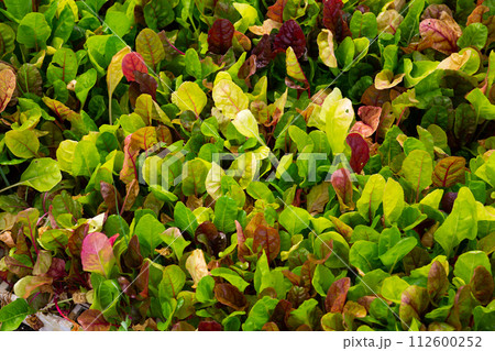 Leaves of growing chard salad in plant nursery 112600252