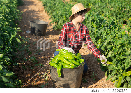 Woman gardener harvesting pepper on plantation 112600382